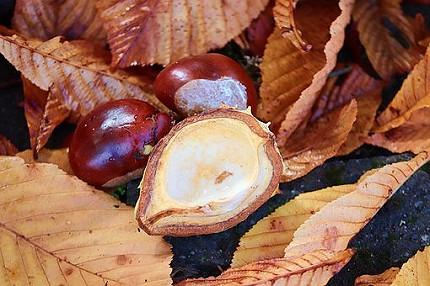 chestnut-4508983__340-b430px